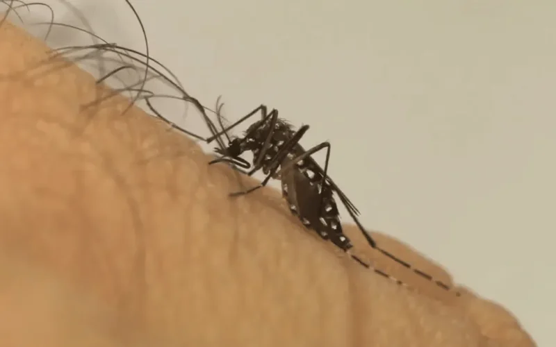 Mosquito da dengue aprende a tolerar repelente